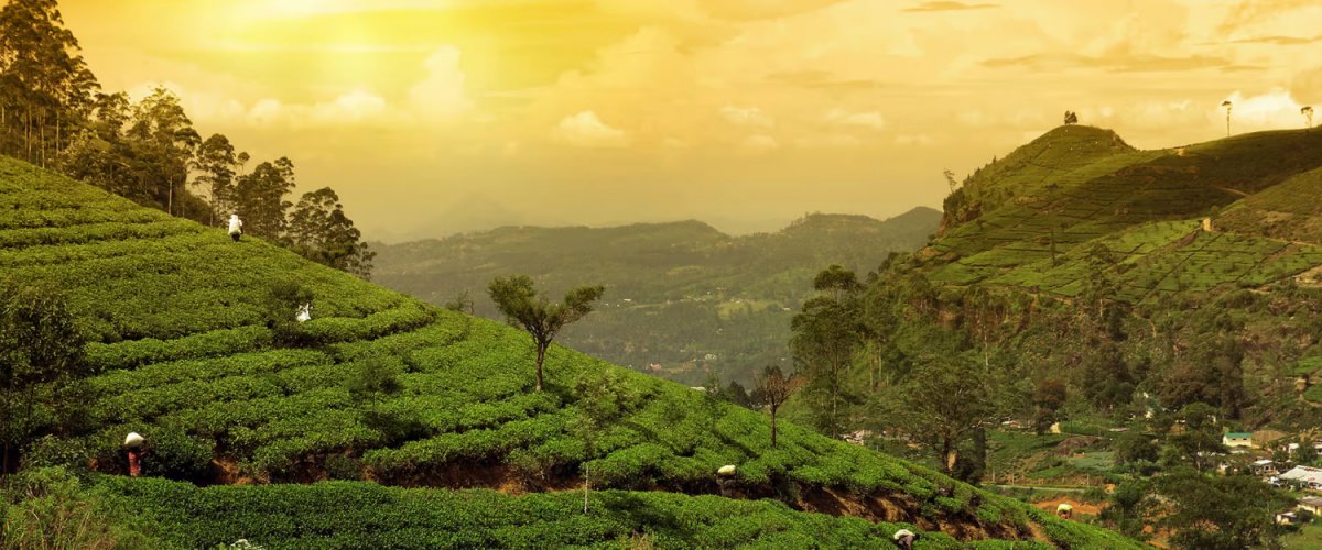 Veido ir kūno kosmetikos ir kvepalų kolekcija: "Journey to Darjeeling" - La Sultane De Saba