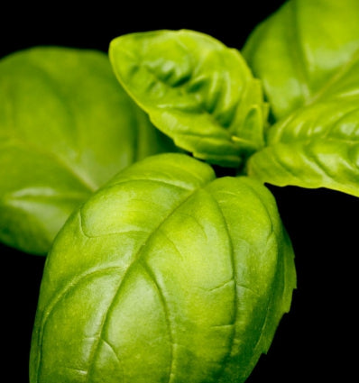 YODEYMA Ilvento vyriški kvepalai su šviežiais baziliko lapais ir žolelių aromatu